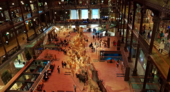 Découverte de la Grande galerie de l’évolution pour petit de 2 ans